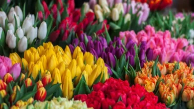Untitled design 2026 10 08T192140.633 wild tulips central asia