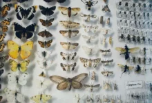 Untitled design 2026 10 08T194053.340 Beautiful Butterfly Conservation
