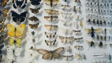 Untitled design 2026 10 08T194053.340 Beautiful Butterfly Conservation