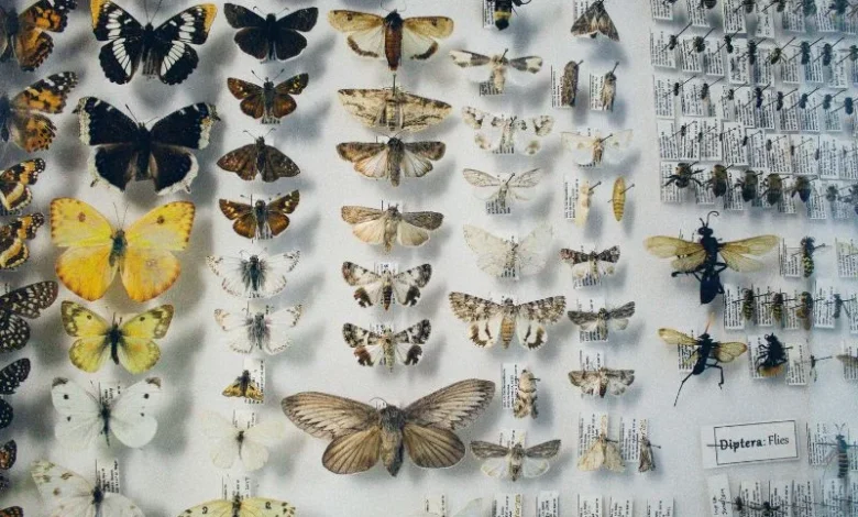 Untitled design 2026 10 08T194053.340 Beautiful Butterfly Conservation