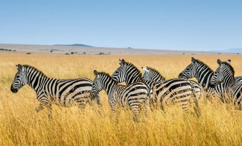 wildlife population decline