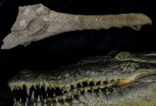 Untitled design 2026 10 09T212800.645 Extinct Crocodile Species