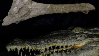 Untitled design 2026 10 09T212800.645 Extinct Crocodile Species