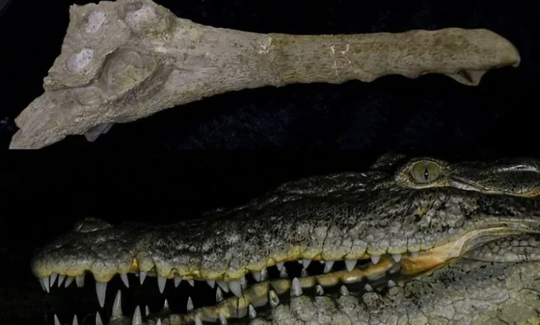 Extinct Crocodile Species