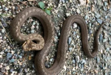 Untitled design 2026 10 09T213532.780 new snake species