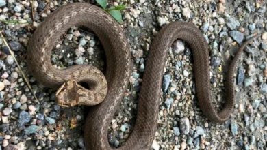 Untitled design 2026 10 09T213532.780 new snake species