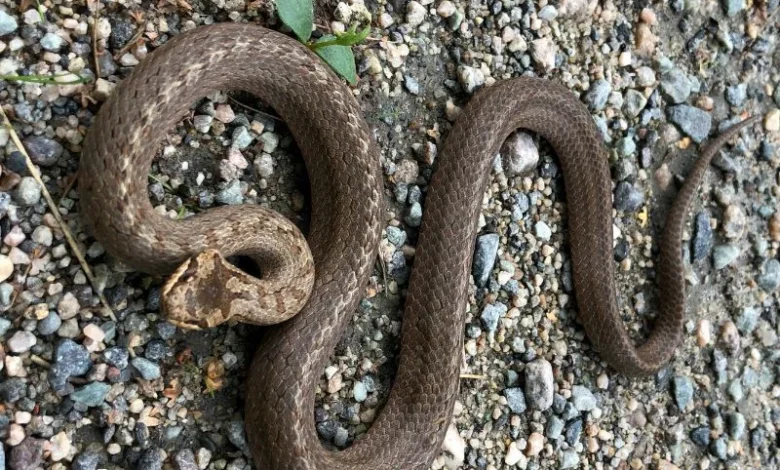 Untitled design 2026 10 09T213532.780 new snake species