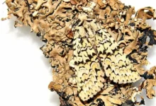 Untitled design 2026 10 09T214246.617 Moth lichen camouflage