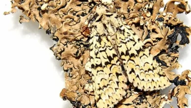 Untitled design 2026 10 09T214246.617 Moth lichen camouflage