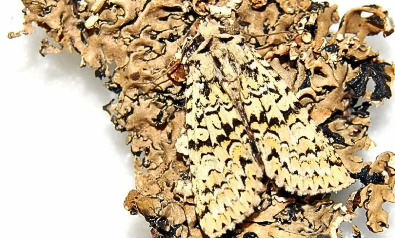 Moth lichen camouflage