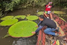 Untitled design 2026 10 10T162641.413 new giant water lily