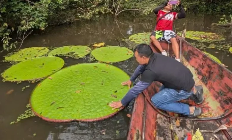 new giant water lily