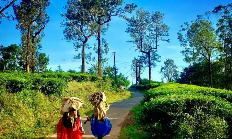 Wayanad warming