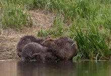 Untitled design 2026 10 14T184845.219 beavers flood drought