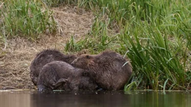 Untitled design 2026 10 14T184845.219 beavers flood drought