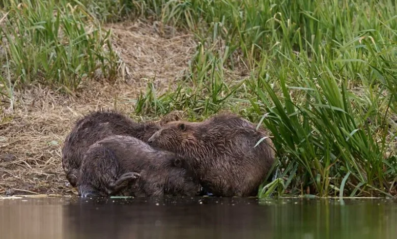 beavers flood drought