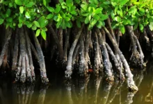 Untitled design 2026 10 14T190024.141 mangroves flood protection