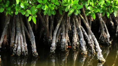 Untitled design 2026 10 14T190024.141 mangroves flood protection