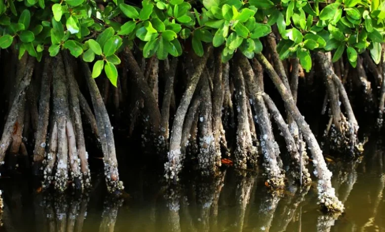 Untitled design 2026 10 14T190024.141 mangroves flood protection