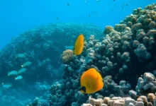 Untitled design 2026 10 15T194417.888 coral reef bleaching