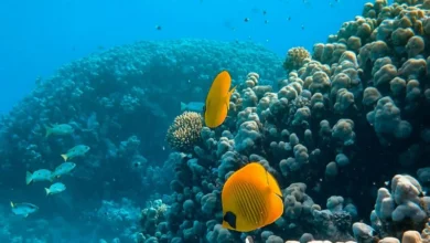 Untitled design 2026 10 15T194417.888 coral reef bleaching