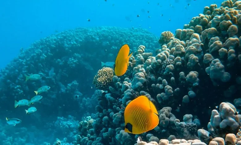 coral reef bleaching