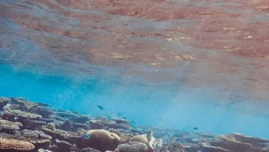 Untitled design 2026 10 15T200302.218 ocean dead zones