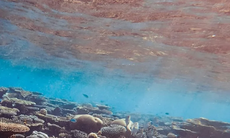 ocean dead zones