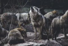 Untitled design 2026 10 15T201212.638 wolves Yellowstone trophic cascade