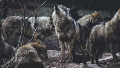 Untitled design 2026 10 15T201212.638 wolves Yellowstone trophic cascade