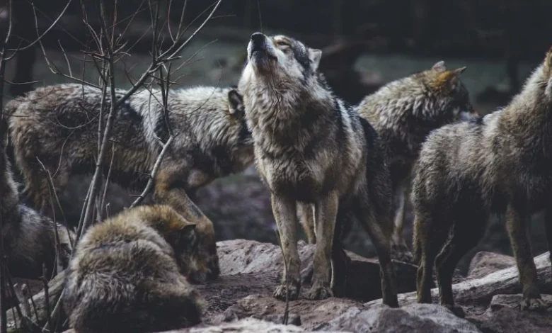 wolves Yellowstone trophic cascade
