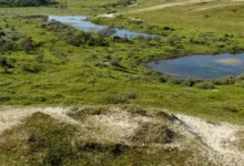Untitled design 2026 10 15T202543.449 peatlands carbon storage