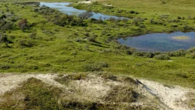 Untitled design 2026 10 15T202543.449 peatlands carbon storage