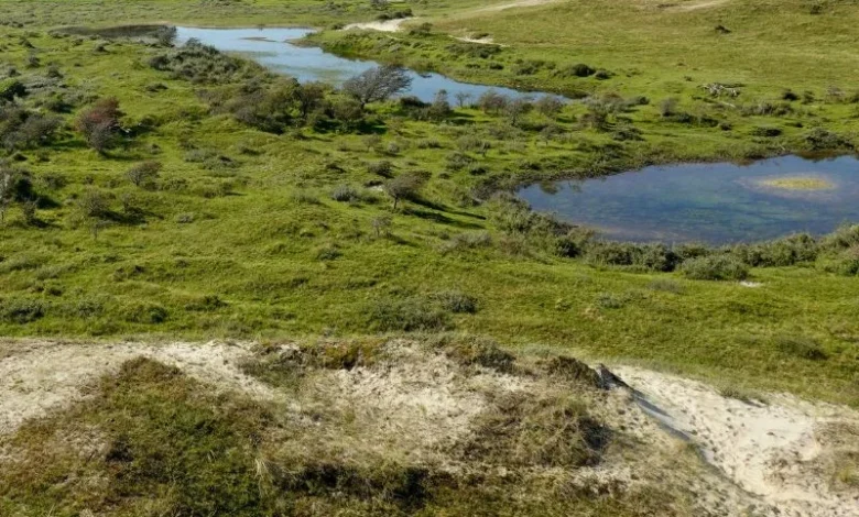 Untitled design 2026 10 15T202543.449 peatlands carbon storage