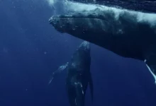 Untitled design 2026 10 15T203332.882 whales carbon capture