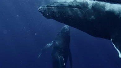 Untitled design 2026 10 15T203332.882 whales carbon capture