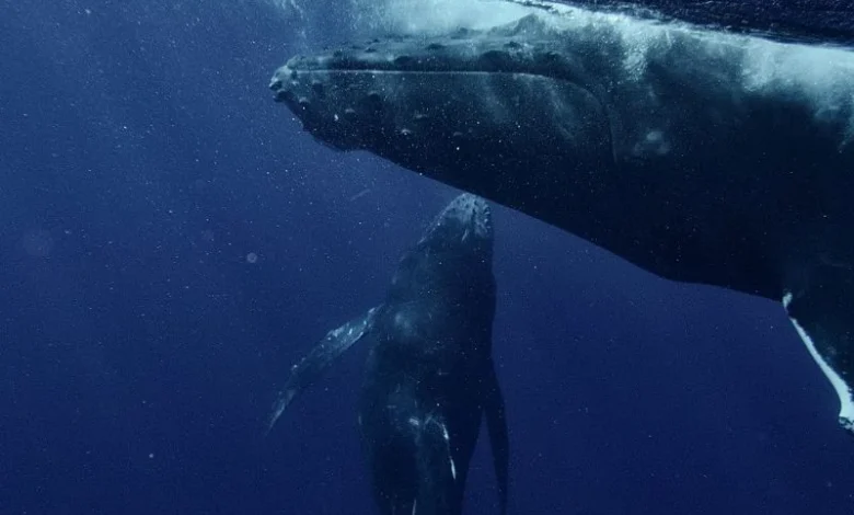 whales carbon capture