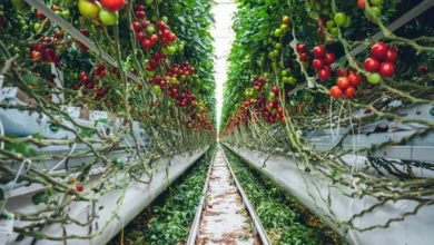 Untitled design 2026 10 15T203906.478 vertical farming