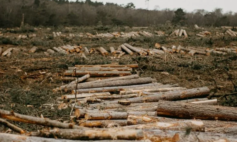 Amazon rainforest tipping point
