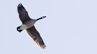 Untitled design 2026 10 16T203955.791 bird migration climate change