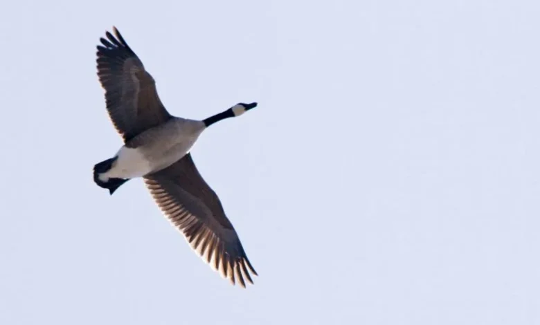 Untitled design 2026 10 16T203955.791 bird migration climate change