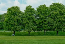 Untitled design 2026 10 17T184711.609 Can Planting Trees Cool Our Cities