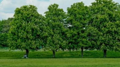 Untitled design 2026 10 17T184711.609 Can Planting Trees Cool Our Cities