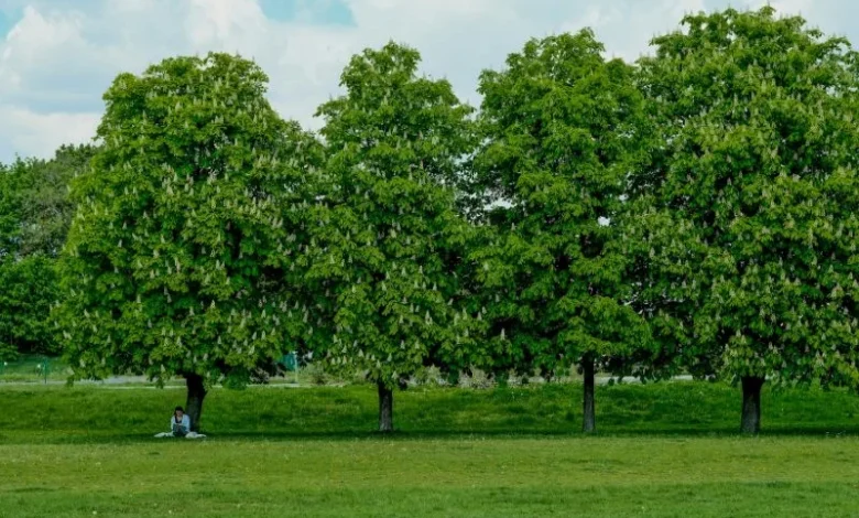 Untitled design 2026 10 17T184711.609 Can Planting Trees Cool Our Cities
