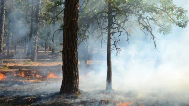 Untitled design 2026 10 17T185347.510 wildfire smoke health