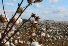 cotton farming cotton farming