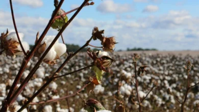 cotton farming cotton farming