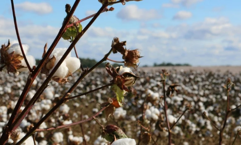 cotton farming