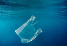 microplastics human body Microplastics
