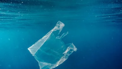 microplastics human body Microplastics